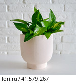 Houseplant Epipremnum in a flower pot against a white brick wall. Home plant on white table, closeup. Стоковое фото, фотограф Андрей Журавлев / Фотобанк Лори