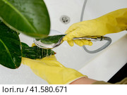 Washing plants in the home bathroom for cleaning from insects and garden pests. Treatment with water from the shower of a houseplant at home, gardening and plant treatment. Strelitzia nicolai. Стоковое фото, фотограф Андрей Журавлев / Фотобанк Лори