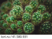 Cactus. Стоковое фото, фотограф Любовь Назарова / Фотобанк Лори