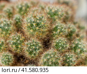 Cactus. Стоковое фото, фотограф Любовь Назарова / Фотобанк Лори