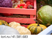 Harvest festival with autumn pumpkins and vegetables. Sale of agricultural crops on the outdoor market after the holiday. Стоковое фото, фотограф Андрей Журавлев / Фотобанк Лори