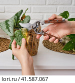 Woman gardener cuts wilted plants in a pot with garden scissors, home living room. Female hand with pruning shears trim a dried flower. Scindapsus pictus trebie or silver vine. Стоковое фото, фотограф Андрей Журавлев / Фотобанк Лори