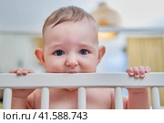 Baby gnaws at the edge crib during teething itching. Funny lop-eared child scratching his teeth on the rail bed, age six months. Стоковое фото, фотограф Андрей Журавлев / Фотобанк Лори
