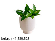 Houseplant Epipremnum in a flower pot against a white brick wall, isolated on white background. Home plant on white table, closeup. Стоковое фото, фотограф Андрей Журавлев / Фотобанк Лори