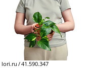 A woman holds a pot with a plant epipremnum aureum in her hands, isolated on a white background. Стоковое фото, фотограф Андрей Журавлев / Фотобанк Лори