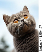 The grey kitten of the British breed looks up curiously and shows an emotion of great surprise and interest. Generated by AI. Стоковое AI-изображение, AI-художник Ярославский Максим / Фотобанк Лори