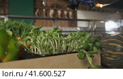 The chef cuts the greens growing on the table with scissors, surrounded by tomatoes and vegetables. Стоковое видео, видеограф Aleksey Kidisyuk / Фотобанк Лори