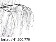 Bare Karelian birch tree branches isolated on white. Стоковое фото, фотограф EugeneSergeev / Фотобанк Лори