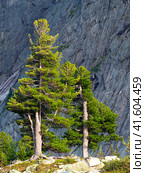 Two huge green cedars on a sunny mountainside against the backdrop of a high mountain. Vertical view. Стоковое фото, фотограф Саблин Станислав / Фотобанк Лори