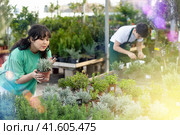 Inspired young Asian female customer inspecting potted Thymus x Citriodorus plant while shopping in garden center. Стоковое фото, фотограф Яков Филимонов / Фотобанк Лори