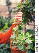 Woman florist hands with senecio in flower pot in greenhouse shop. Стоковое фото, фотограф Андрей Журавлев / Фотобанк Лори