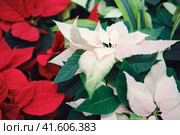 Euphorbia beautiful has many varieties that are full of its most diverse colors and shades, as well as the shapes of flowers and bracts. Стоковое фото, фотограф Андрей Журавлев / Фотобанк Лори