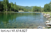Video of Altai river Bashkaus. On the river banks there is siberian larch taiga forest. Стоковое видео, видеограф Сергей Пристяжнюк (Serg Zastavkin) / Фотобанк Лори