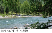 Video of Altai river Bashkaus. On the river banks there is siberian larch taiga forest. Larch tree branch is on foreground. Стоковое видео, видеограф Сергей Пристяжнюк (Serg Zastavkin) / Фотобанк Лори