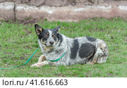 frightened black and white dog mongrel on a leash lies on green grass. Стоковое фото, фотограф Артем Курутин / Фотобанк Лори
