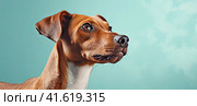 A young small dog looks away with an intelligent look. Place for the inscription. Generated by AI. Стоковое AI-изображение, AI-художник Ярославский Максим / Фотобанк Лори