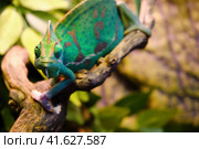 Veiled chameleon (Chamaeleo calyptratus) sitting on the branch, copy space. Стоковое фото, фотограф Андрей Журавлев / Фотобанк Лори