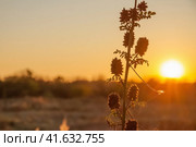 Licorice bristly on the background of the sunset. Стоковое фото, фотограф Воловодов Владимир / Фотобанк Лори