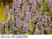 Лофант, или агастахис морщинистый (Agastache rugosa) Стоковое фото, фотограф Фотиния Куимова / Фотобанк Лори