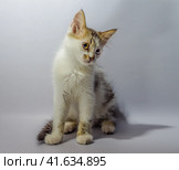 white yellow-eyed spotted kitten sits on a light background loo. Стоковое фото, фотограф Артем Курутин / Фотобанк Лори