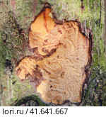 The bark of a tree eaten by a beetle against the background of a green forest. Стоковое фото, фотограф Андрей Журавлев / Фотобанк Лори