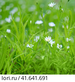 Small white flowers on a background of green leaves. Cerastium is a genus of annual, winter annual, or perennial plants belonging to the family Caryophyllaceae. Стоковое фото, фотограф Андрей Журавлев / Фотобанк Лори