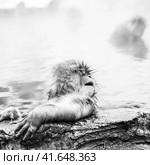 Selective focus. Black and white portrait of Snow monkey (Macaca fuscata) from Jigokudani Monkey Park in Japan. (2010 год). Стоковое фото, фотограф VittoriaChe / Фотобанк Лори