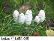 Гриб навозник белый (Coprinus comatus) Стоковое фото, фотограф Елена Бобкова / Фотобанк Лори