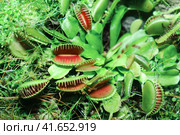 The Venus flytrap (Dionaea muscipula) is a carnivorous plant native to subtropical wetlands on the East Coast of the United States in North Carolina and South Carolina. Стоковое фото, фотограф Андрей Журавлев / Фотобанк Лори