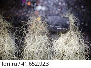 Spanish moss (Tillandsia usneoides) is an epiphytic flowering plant that often grows upon larger trees in tropical and subtropical climates. Стоковое фото, фотограф Андрей Журавлев / Фотобанк Лори
