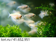 Ternetia, white tetra (gymnocorymbus ternetzi) - a species of fresh-water ray-finned fish of the haracin family, lives in the rivers Mato Grosso, Paraguay and Rio Negro. Стоковое фото, фотограф Андрей Журавлев / Фотобанк Лори
