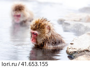 Japanese macaque sitting in a hot spring. Snow monkey (Macaca fuscata) from Jigokudani Monkey Park in Japan. (2010 год). Стоковое фото, фотограф VittoriaChe / Фотобанк Лори