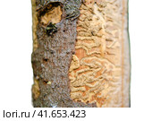Drawing made by bark beetle on a piece of bark, isolated on a white background. Close-up of tree is eaten by pests. Стоковое фото, фотограф Андрей Журавлев / Фотобанк Лори