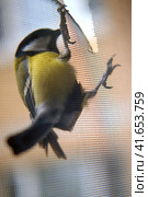 A tit pecks a mosquito net and makes a hole in it. The bird is sitting on the grid. Стоковое фото, фотограф Андрей Журавлев / Фотобанк Лори
