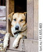 purebred chain dog peeking out of a wooden booth. Стоковое фото, фотограф Артем Курутин / Фотобанк Лори