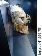 Mummy of a young mammoth Yuka, a female of the woolly mammoth fossil species (Mammuthus primigenius). Found in Yakutia - Days of the Far East, Moscow, Russia, 12 13 2019. Редакционное фото, фотограф Андрей Журавлев / Фотобанк Лори
