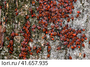 Red bugs bask in the sun on tree bark. Autumn warm-soldiers for beetles. Стоковое фото, фотограф Леонид Еремейчук / Фотобанк Лори
