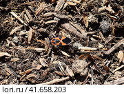 The red bugs. Стоковое фото, фотограф Леонид Еремейчук / Фотобанк Лори