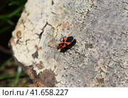 The red bugs. Стоковое фото, фотограф Леонид Еремейчук / Фотобанк Лори