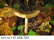 Pale toadstool, poisonous mushroom similar to Russula. Death cap growing in the forest with deadly poison. Стоковое фото, фотограф Андрей Журавлев / Фотобанк Лори