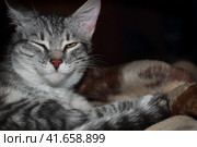 Cat dozing with half-closed eyes. The pet falls asleep on the blanket. Gray cat is sleeping, but listening ear. Striped kitten one year old. Стоковое фото, фотограф Андрей Журавлев / Фотобанк Лори