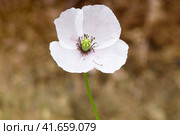 Fragile white flower close-up. Unsteady Bud with petals. Macro photo of a white flower on a thin stem. Стоковое фото, фотограф Андрей Журавлев / Фотобанк Лори