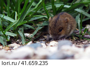 Mouse vole in the grass. Pest wild control. Rodents controls. Стоковое фото, фотограф Андрей Журавлев / Фотобанк Лори