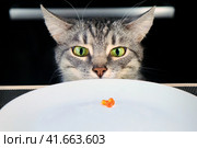 The surprised cat looks at the empty plate with red caviar. Improper nutrition for the animals. The affected pet, unfairly left without food. Blank plate is on the table in the kitchen. Стоковое фото, фотограф Андрей Журавлев / Фотобанк Лори