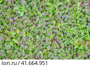 Ajuga reptans is a species of perennial herbaceous plant in the genus Zhivuchka of the family of Clearwoods (Lamiaceae). Widely distributed in Europe. Стоковое фото, фотограф Андрей Журавлев / Фотобанк Лори