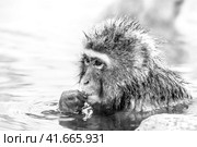 Black and white portrait of Snow monkey (Macaca fuscata) from Jigokudani Monkey Park in Japan. Cute Japanese macaque sitting in a hot spring. (2010 год). Стоковое фото, фотограф VittoriaChe / Фотобанк Лори