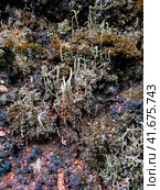 Cladonia cornutoradiata and moss on slag substrate. Лишайники рода Кладония среди мхов на шлаковом субстрате. Стоковое фото, фотограф Александр Кузнецов / Фотобанк Лори