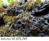 Cladonia cornutoradiata and moss on slag substrate. Лишайники рода Кладония среди мхов на шлаковом субстрате. Стоковое фото, фотограф Александр Кузнецов / Фотобанк Лори