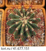 Ferocactus peninsulae and other varieties of cactus in pots. Стоковое фото, фотограф Ирина Вершинская / Фотобанк Лори