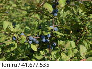 Berries of wild plum - a sloe. Стоковое фото, фотограф Леонид Еремейчук / Фотобанк Лори